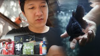 FV VLOG #045: Oranda Goldfish Grooming Tips & Techniques