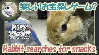 Rabbit searches for snacks.