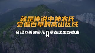 我国的神农架林区，就是传说中神农氏尝遍百草的高山区域...