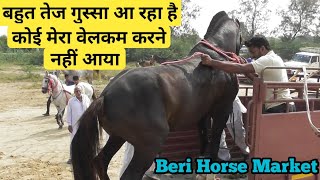 Beri Horse Market 2019-मैं इतना बुरा हूं क्या किसी ने मेरा वेलकम ही नहीं किया