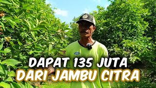 Budidaya Jambu Citra Lebih Cuan Daripada Buah Naga