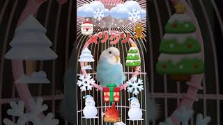 【セキセイインコ】クリスマスなそらさん