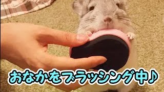 【チンチラ】怒った鳴き声もかわいい【ブラッシング】