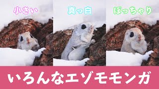 巣穴からいろんなエゾモモンガが出てきました！