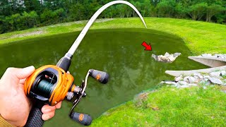 Searching for GIANT Bass in HIDDEN Ponds! (Bank Fishing)