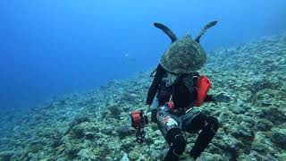 慶良間ダイビング　クエフ・黒島北・ウチザン礁