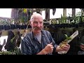 orchid mount part 1 oncidium flexuosum on driftwood