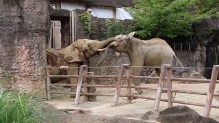 チーキと力比べしたい砥夢君　その1　多摩動物公園　アフリカゾウ