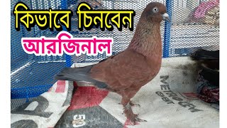 খুব সহজেই অরিজিনাল চিলা কবুতর চিনার উপায় | Pigeon BD