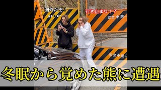 冬眠から覚めた熊に遭遇...#shorts