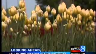 Fewer flowers blooming for Tulip Time