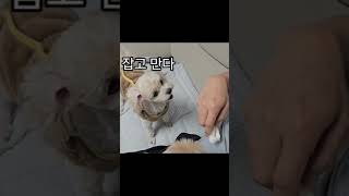 노령견과 3살 강아지의 개껌 대하는법#숏츠#노령견#개껌