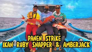 SENSASI TARIKAN RUBY SNAPPER & AMBERJACK DI PANTAI TAMBAN MALANG