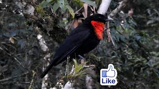 The elusive Red-ruffed Fruitcrow close by in Brazil!