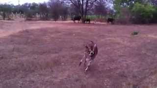 ongole cow - calf