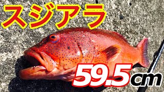 またショアジギングでスジアラが釣れた...(ネイゴとタマンも釣れたよ)