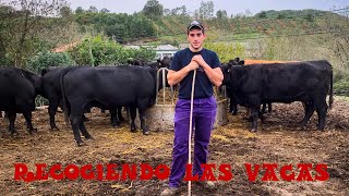 Recogiendo las vacas a casa