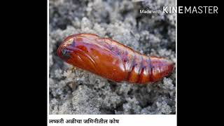 अमेरिकन लष्कर अळीचे एकात्मिक कीड व्यवस्थापन (fall armyworm IPM) Spodoptera sp ( by shubham jadhav)