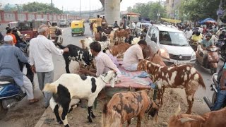 dehradun mandi me pheli bar betal bakra dikha😃😃😃😃