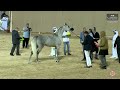 n 108 bella alshaalan the turfah arabian horse show 2023 mares 4 6 years old class 4