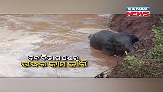 Wild Elephant Gets Stuck In Water At Lanjigarh, Kalahandi | Rescue Operation Underway By Forest Dept