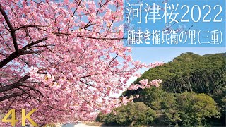 河津桜が満開 種まき権兵衛の里2022（三重県紀北町）