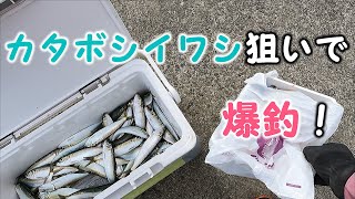 カタボシイワシ狙いで爆釣！