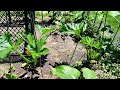 DIY HOW TO GROW ZUCCHINI SQUASH VERTICALLY WITH A TRIPOD.