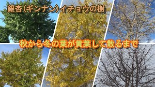 【家庭菜園－外伝】銀杏（ギンナン）イチョウの樹が黄葉して散るまで