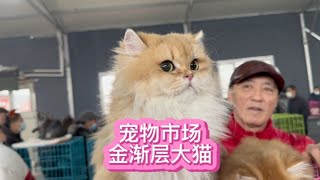 宠物市场金渐层大猫4000就出，这脸侧面看都特别漂亮~我与猫的故事【大熊玩猫】