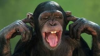 Aren't monkeys just the funniest? - Funny monkey compilation