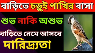 🐥 বাড়িতে চড়ুই পাখি বাসা করলে কি হয়? What happens when a sparrow nests at home? #bengali@Aagkerkotha