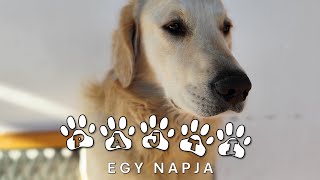 Pajti, a golden retriever - 13. rész | Pajti egy napja