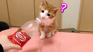 子猫が初めて炭酸水を見た時の反応