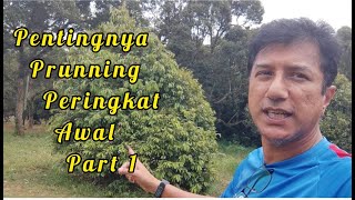 Prunning Peringkat Awal Amat Penting - Durian Musang King Duri Hitam