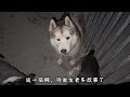 养了2天比格犬，发现它真的很“奇葩”，晚上9点给它送走了【拉黑和删除的幸福狗生】