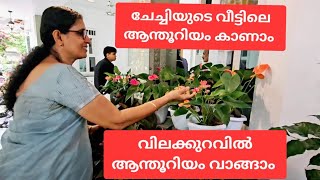 മിനിച്ചർ ആന്തൂറിയം വിലക്കുറവിൽ വാങ്ങാം/Anthurium garden tour/ആന്തൂറിയം എങ്ങനെ നടാം/വളം