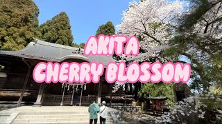 Japanese Cherry Blossom - Senshu Park, Akita