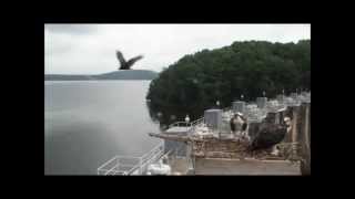 Alcoa Osprey Intruders 6-30-2013