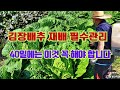 김장배추 재배 필수관리// 40일째에는 이것 꼭 해야합니다