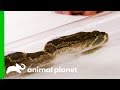 This Rattlesnake Has An Infected Tail Injury | The Zoo