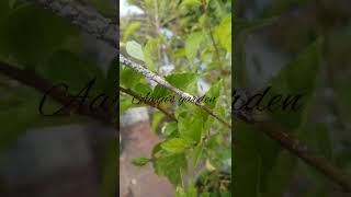 White mealy bugs in Hibiscus #shorts செம்பருத்தி செடியில் மாவுபூச்சி வெள்ளை பூச்சி