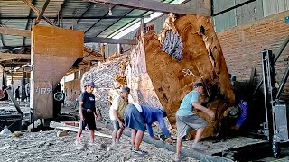 Mascot in history! World-class tamarind wood worth hundreds of millions is sawn in a sawmill