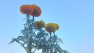 #flowers #marigoldflowerplants #marigoldcare #gardening #marigold #plants #garden #houseplant