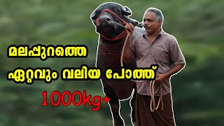 #buffalo  1100 kg യുള്ള മലപ്പുറത്തെ #ഏറ്റവും വലിയ പോത്ത് #Largest buffalo in malppuram kerala 1100kg