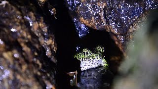 まるで鳥の鳴き声　「日本一美しい」アマミイシカワガエルの鳴き声