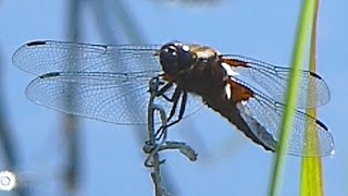 Vážka ploská - Broad-bodied Chaser - (Libellula depressa)