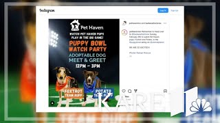 2 Minnesota dogs to compete in Puppy Bowl