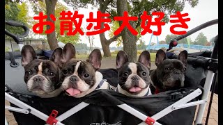 水元公園 フレンチブルドッグ 【French bulldog】お散歩