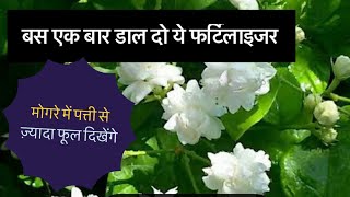 बस ये एक घरेलू नुस्ख़ा भर देगा मोगरे के पौधे को फूलो से  ! Try these tips !mogra jasmine|top secret
